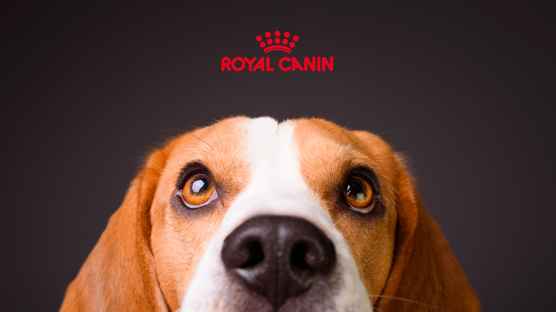 Royal Canin Razas Específicas