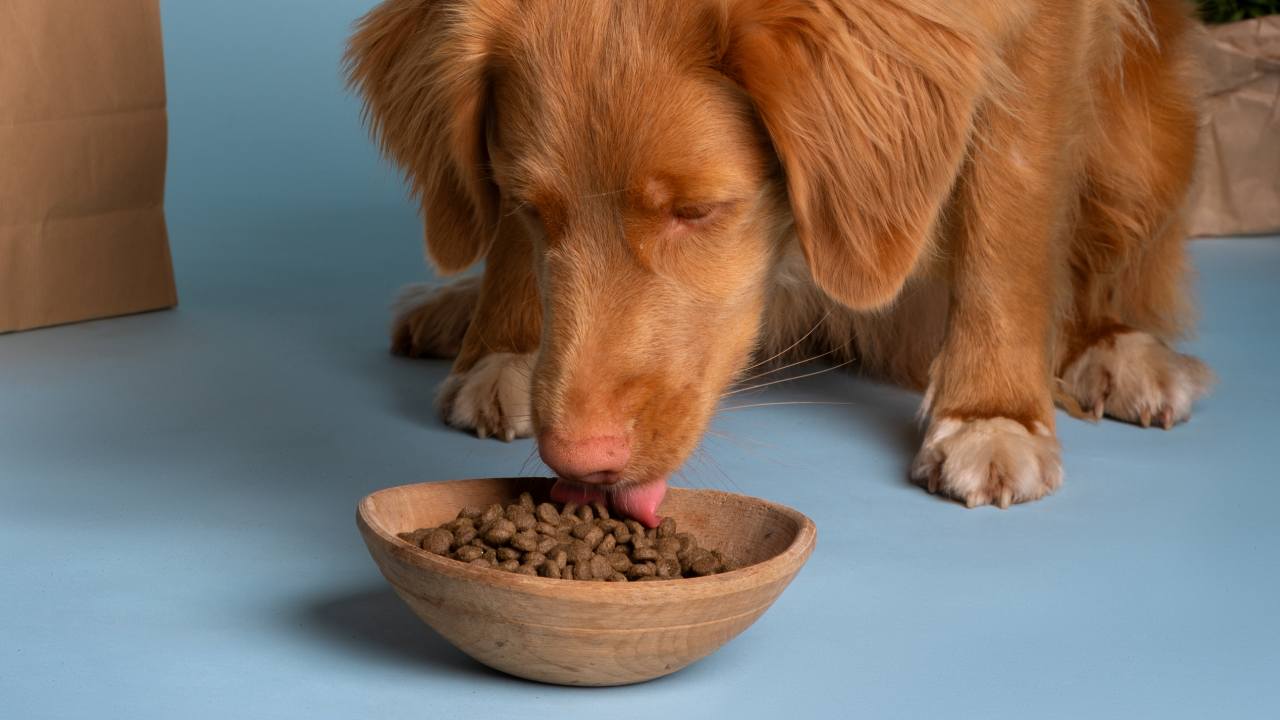 La ciencia detrás de una 'croqueta' de pienso: cómo se fabrica el alimento seco para animales de compañía
