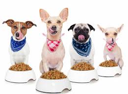 ¿Qué significa "premium" en el mundo de la alimentación para mascotas?