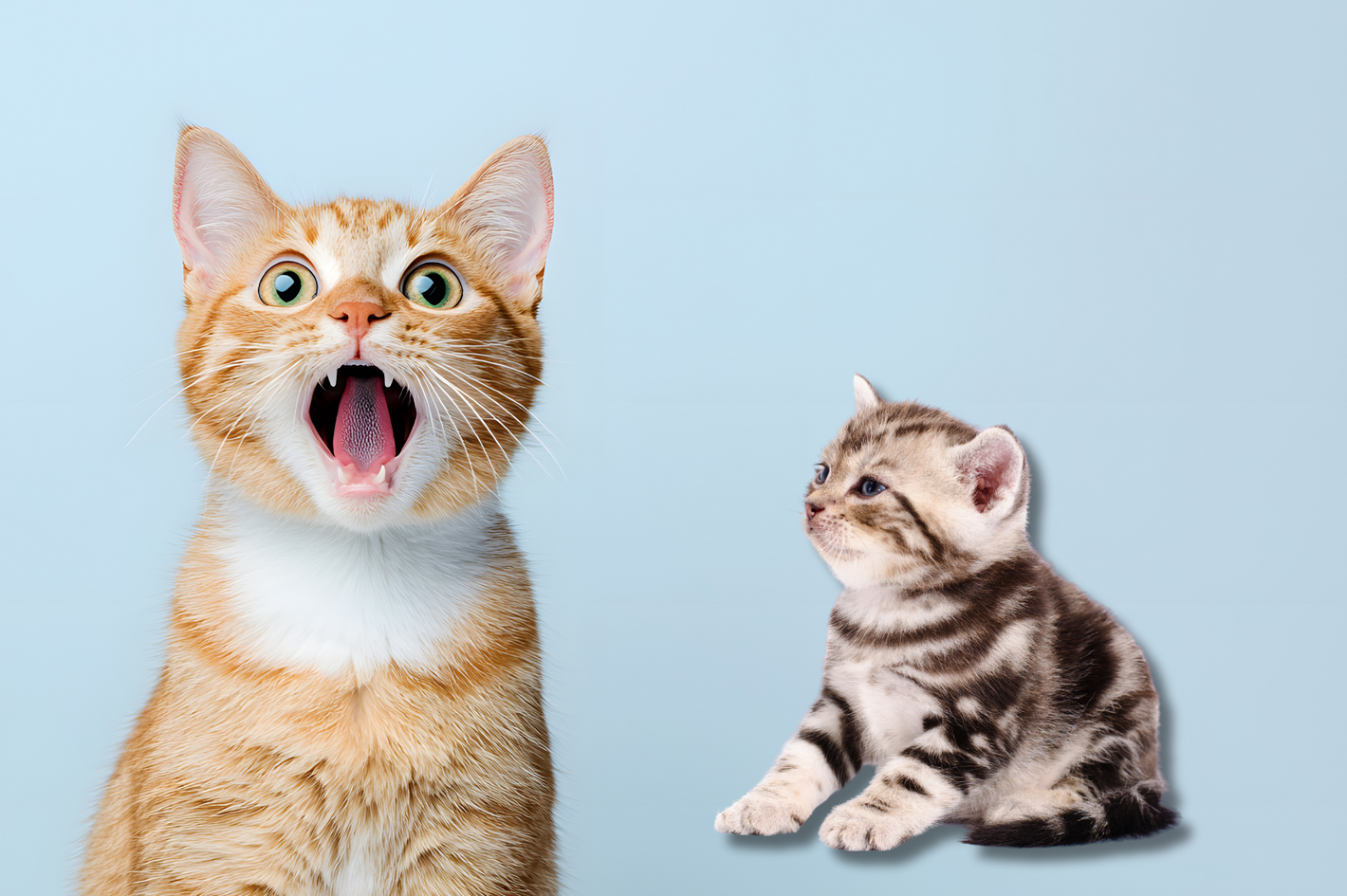 Gatos